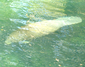 manatee sighting